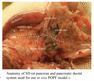 Dr. Jonathan Sham research investigator rat pancreas image